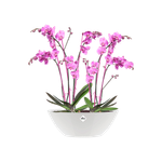 brussels diamond oval 36cm white